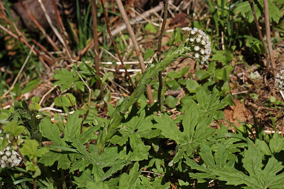 Petasites speciosus — photo