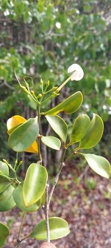 Petchia madagascariensis — photo