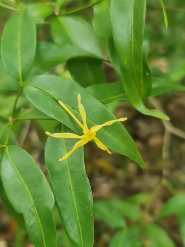 Petchia madagascariensis