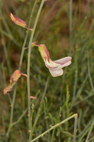 Peteria scoparia (Rush Peteria) — photo