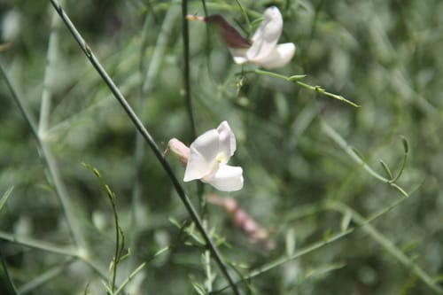 Peteria scoparia (Rush Peteria) — photo