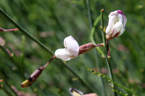Peteria scoparia