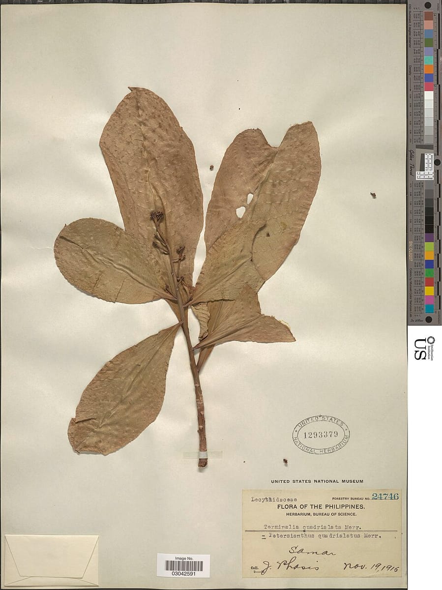 Petersianthus quadrialatus — photo
