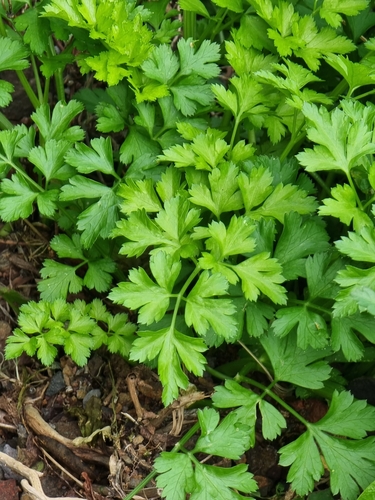 Petroselinum crispum var. tuberosum (Hamburg parsley) — photo