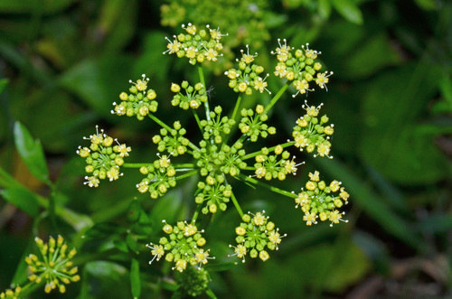 Petroselinum crispum var. tuberosum (Hamburg parsley) — photo