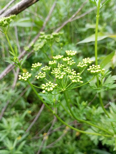 Petroselinum crispum (Parsley) — photo
