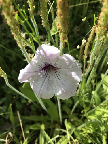 Petunia x atkinsiana — photo