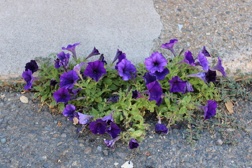 Petunia x atkinsiana — photo