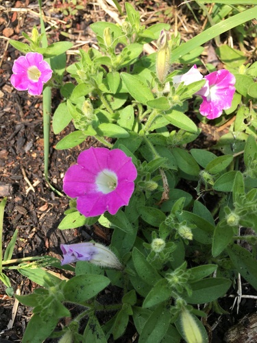 Petunia x atkinsiana