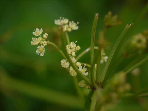 Peucedanum grande