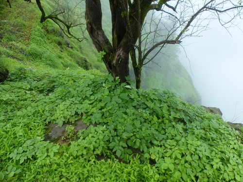 Peucedanum grande (Hill carrot) — photo