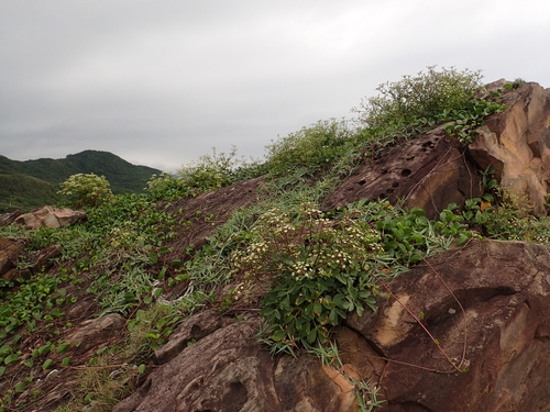 Peucedanum japonicum (Fang K'Uei) — photo