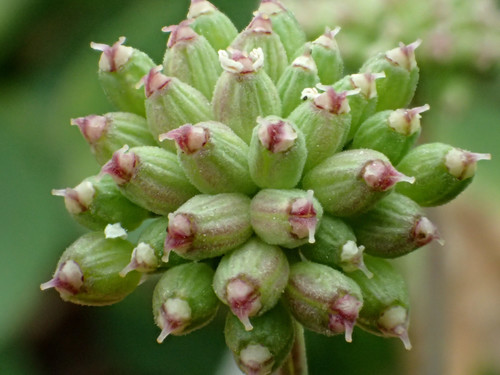 Peucedanum japonicum (Fang K'Uei) — photo