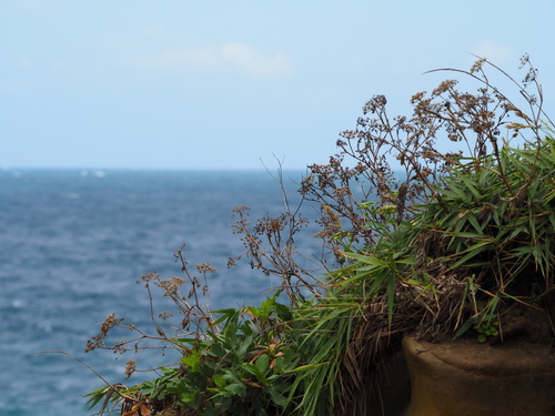 Peucedanum japonicum