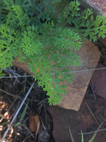 Peucedanum magalismontanum — photo