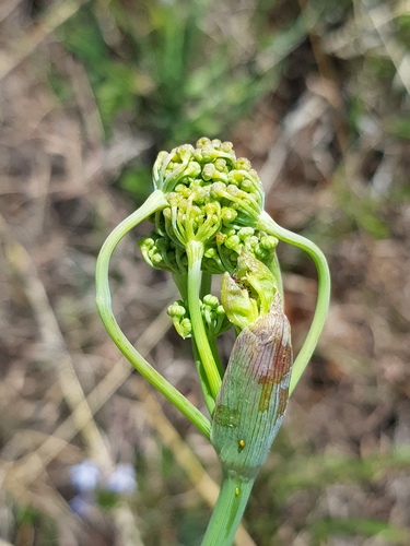 Peucedanum magalismontanum