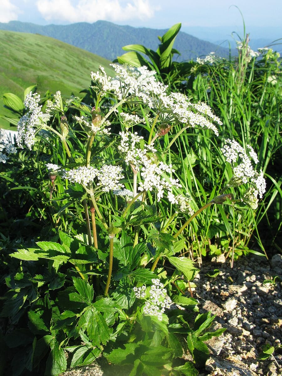 Peucedanum multivittatum — photo