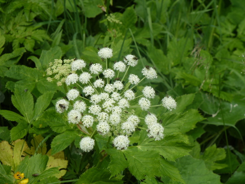 Peucedanum ostruthium (Masterwort) — photo