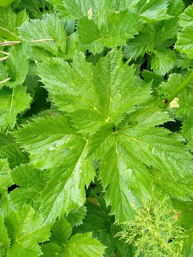Peucedanum ostruthium (Masterwort) — photo