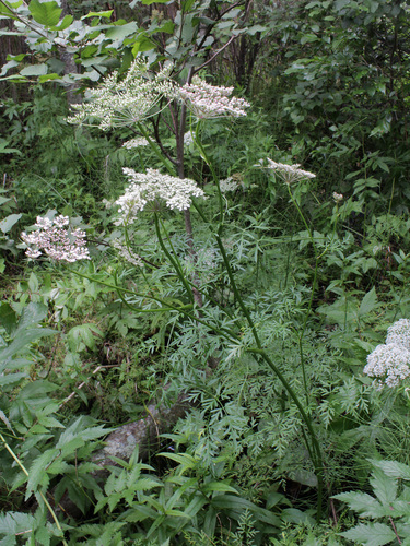 Peucedanum palustre (Marsh Hog's fennel) — photo