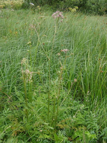 Peucedanum palustre (Marsh Hog's fennel) — photo