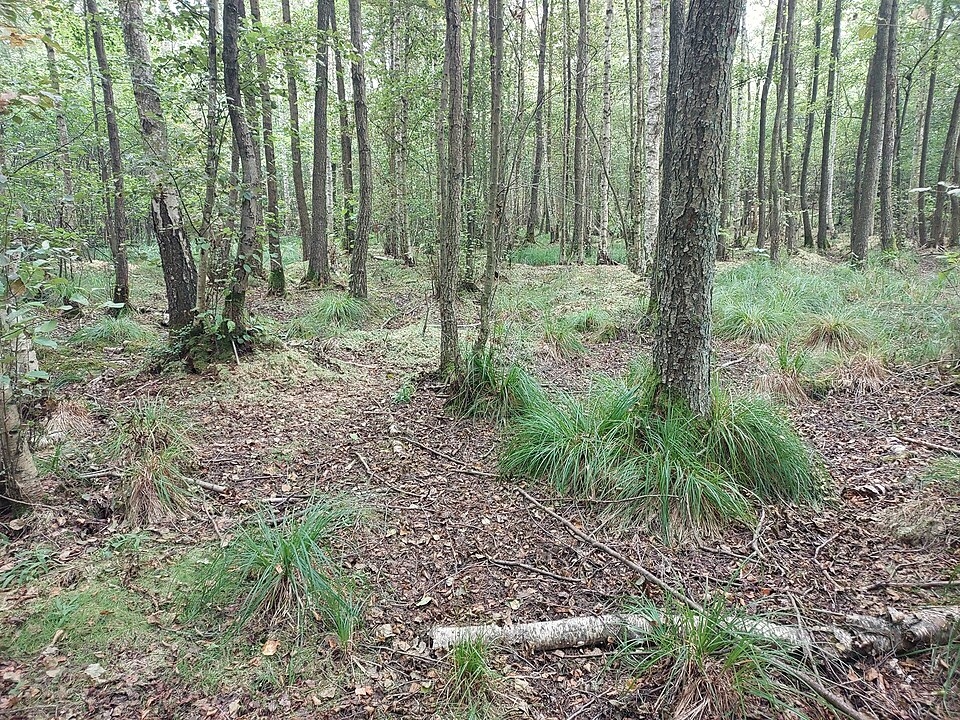 Peucedanum pubescens