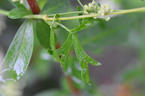 Peucedanum terebinthaceum (Kirumnamul) — photo