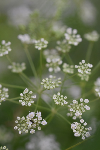 Peucedanum terebinthaceum (Kirumnamul) — photo