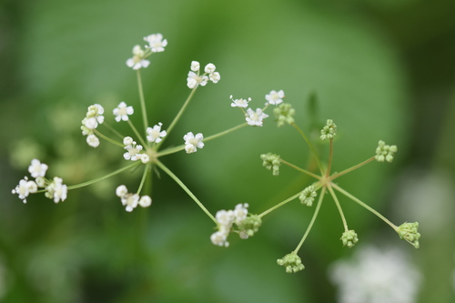 Peucedanum terebinthaceum
