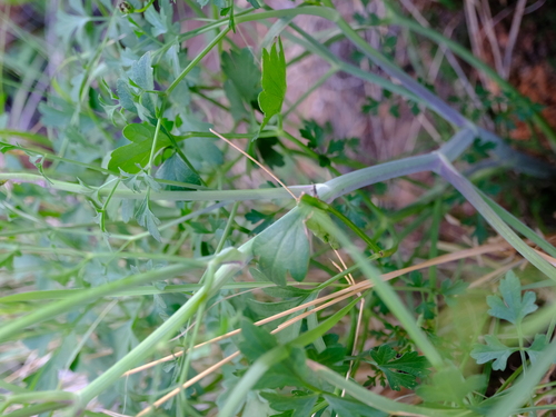 Peucedanum upingtoniae — photo