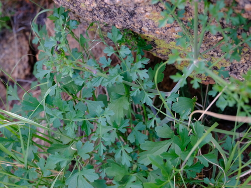 Peucedanum upingtoniae — photo