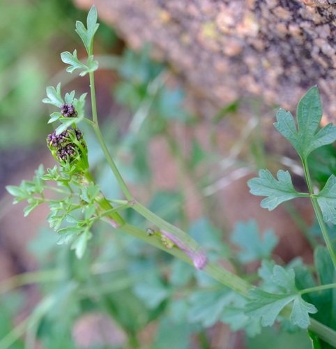Peucedanum upingtoniae