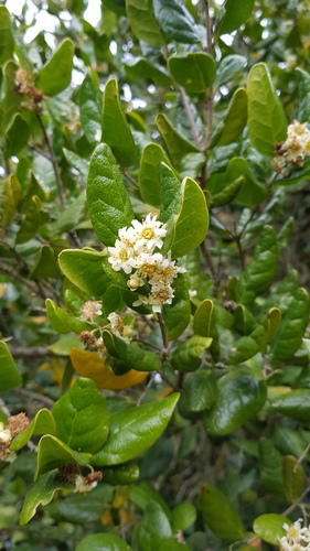 Peumus boldus (Boldo) — photo