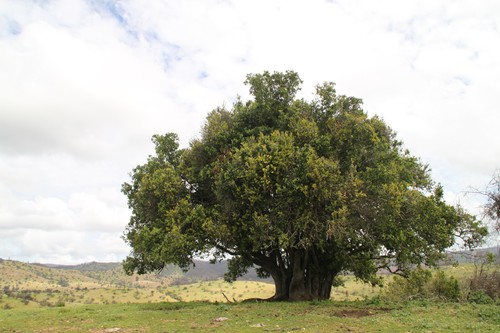 Peumus boldus (Boldo) — photo