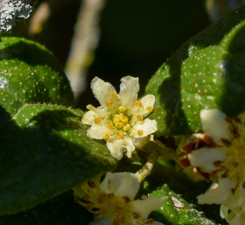Monimiaceae