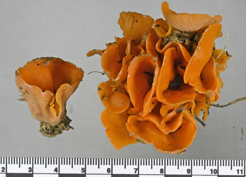 Peziza aurantia (Orange peel mushroom) — photo