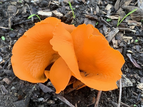 Peziza aurantia (Orange peel mushroom) — photo