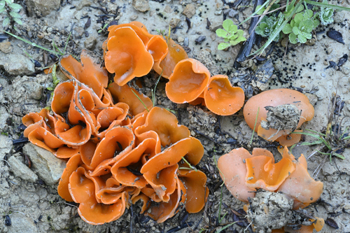 Peziza aurantia
