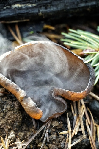 Peziza badioconfusa (Pig's ears fungus) — photo