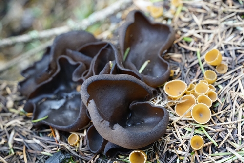 Peziza badioconfusa (Pig's ears fungus) — photo