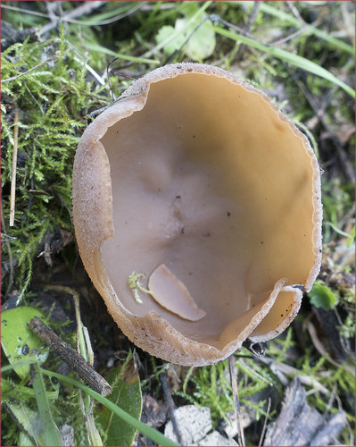 Peziza repanda (Brownie cup) — photo