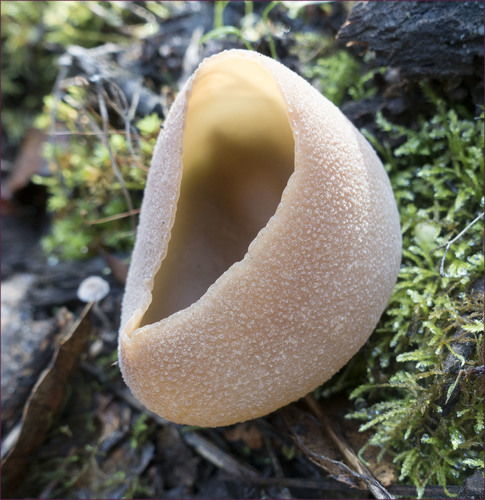 Pezizaceae