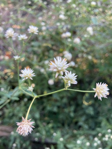 Pfaffia glomerata — photo