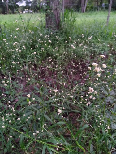 Pfaffia glomerata — photo