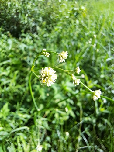 Pfaffia glomerata