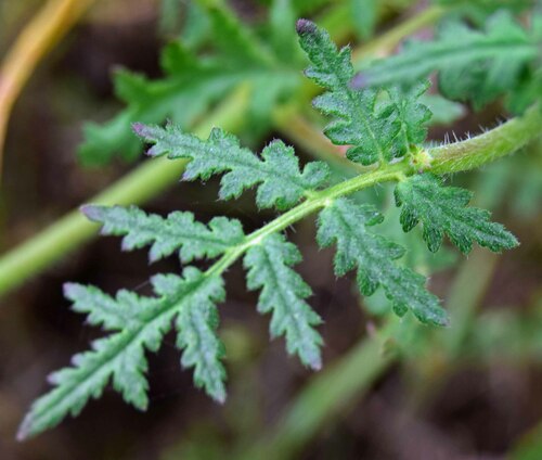 Phacelia distans (Distant phacelia) — photo