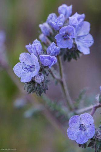 Phacelia distans (Distant phacelia) — photo