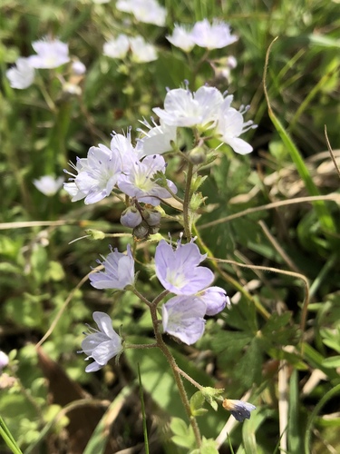 Phacelia dubia (Smallflower scorpionweed) — photo
