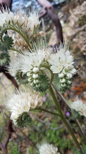 Phacelia heterophylla (Varileaf phacelia) — photo