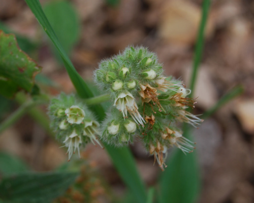 Phacelia heterophylla (Varileaf phacelia) — photo